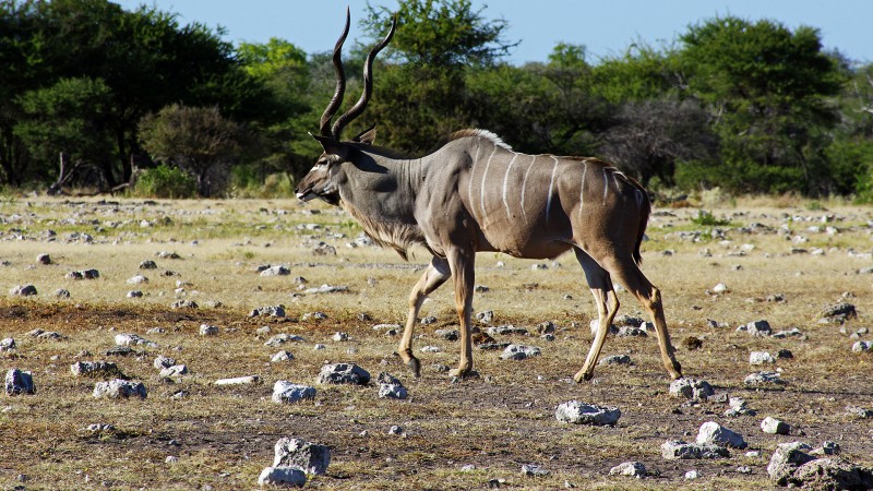 Etosha_0505_014