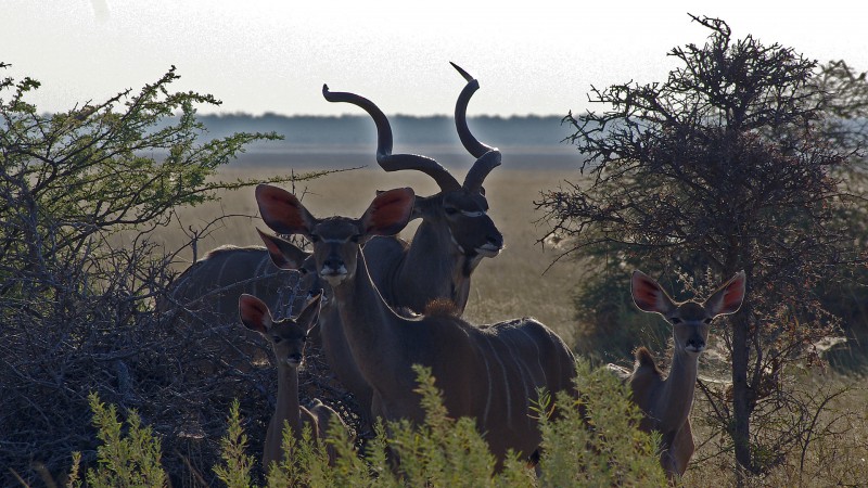 Etosha_Q01