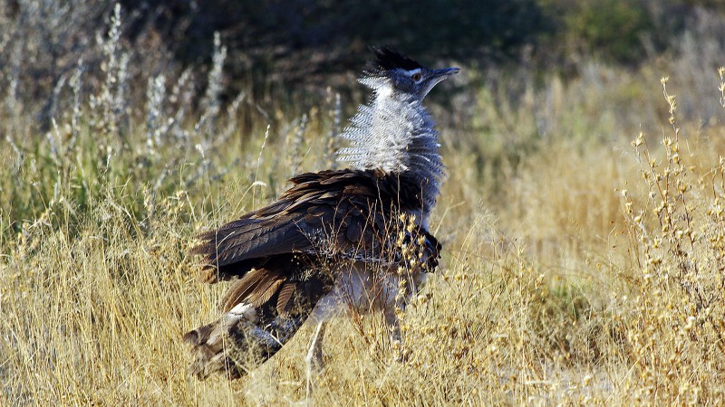 Etosha_Q03