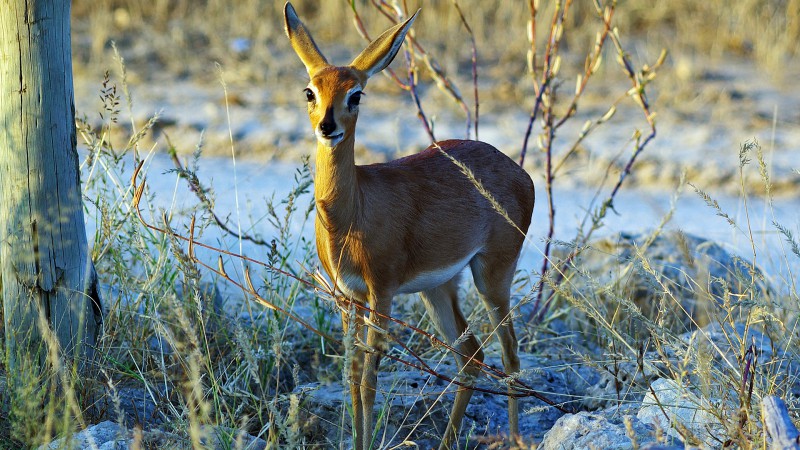 Etosha_Q06