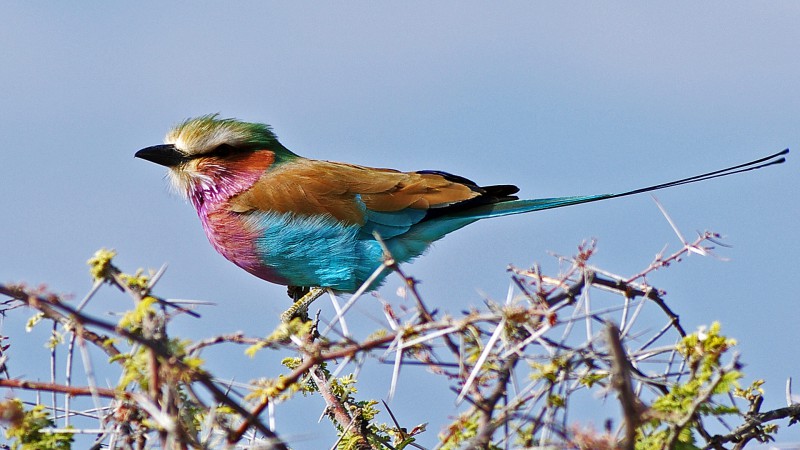 Etosha_Q09