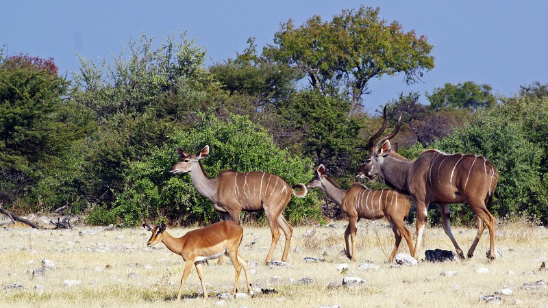 Etosha_Q10