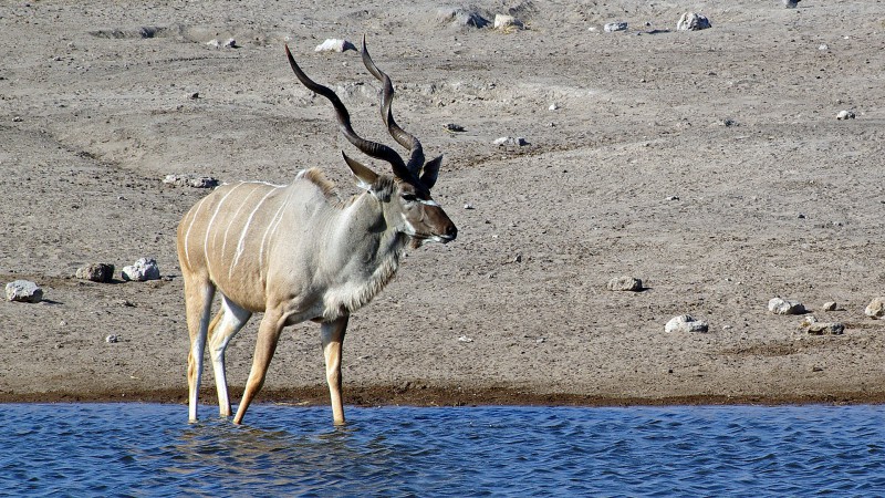 Etosha_Q11