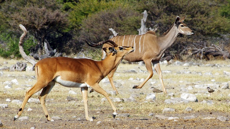 Etosha_Q12