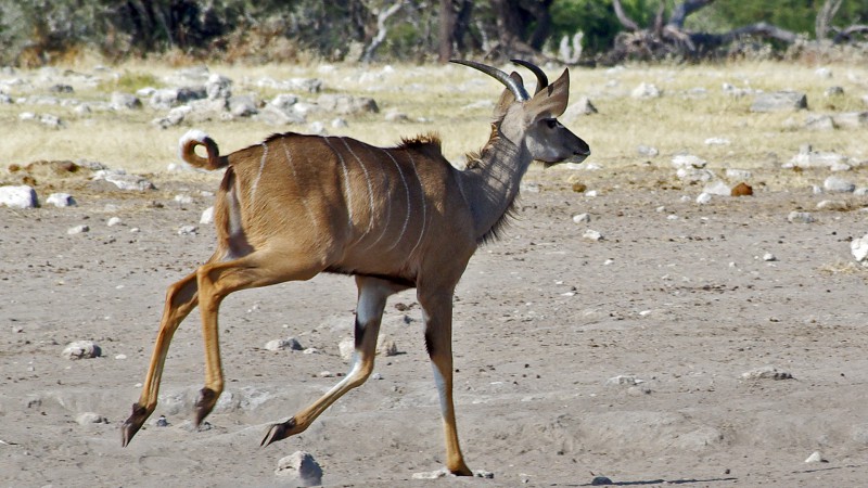 Etosha_Q13