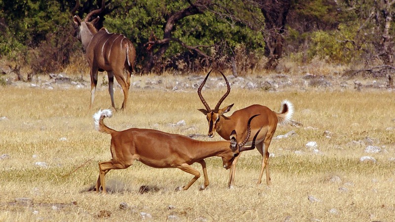 Etosha_Q14