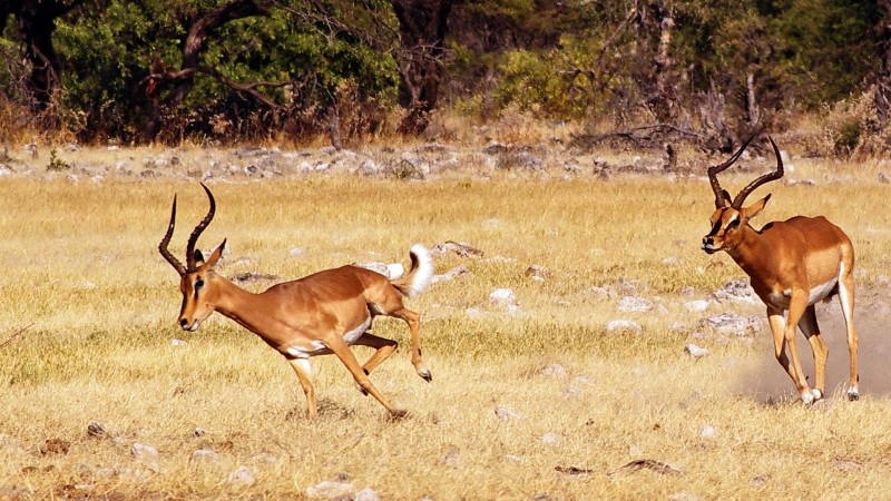 Etosha_Q15