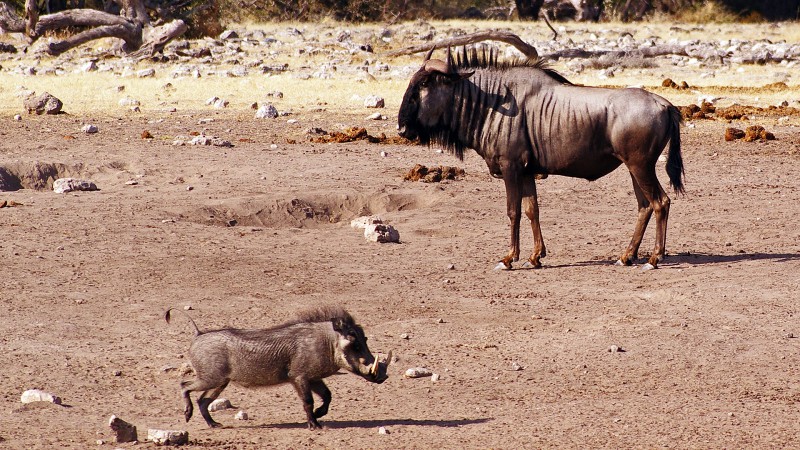 Etosha_Q16