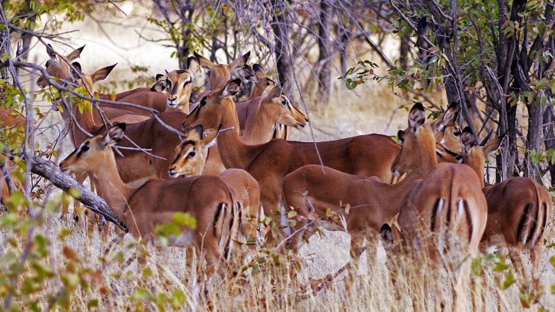 Etosha_Q18