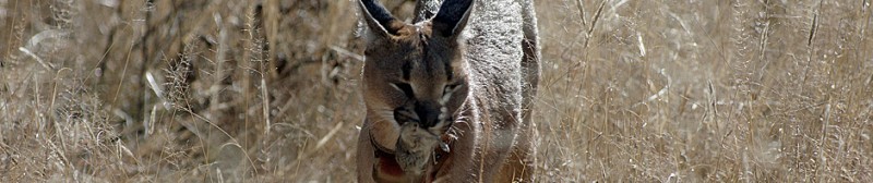 Naankuse_Caracal.jpg