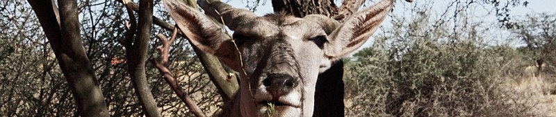 2015_Eland