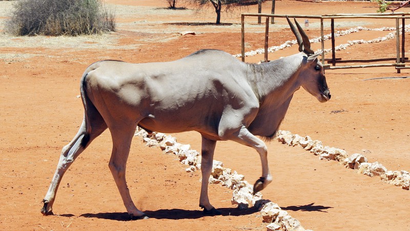 Eland02