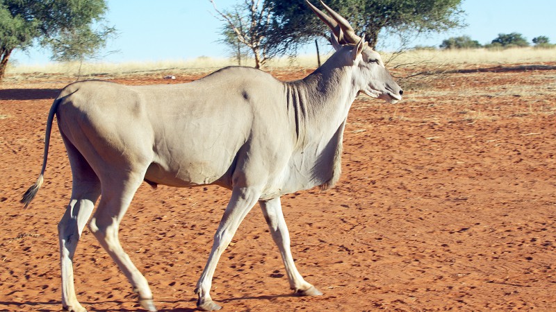 Eland06