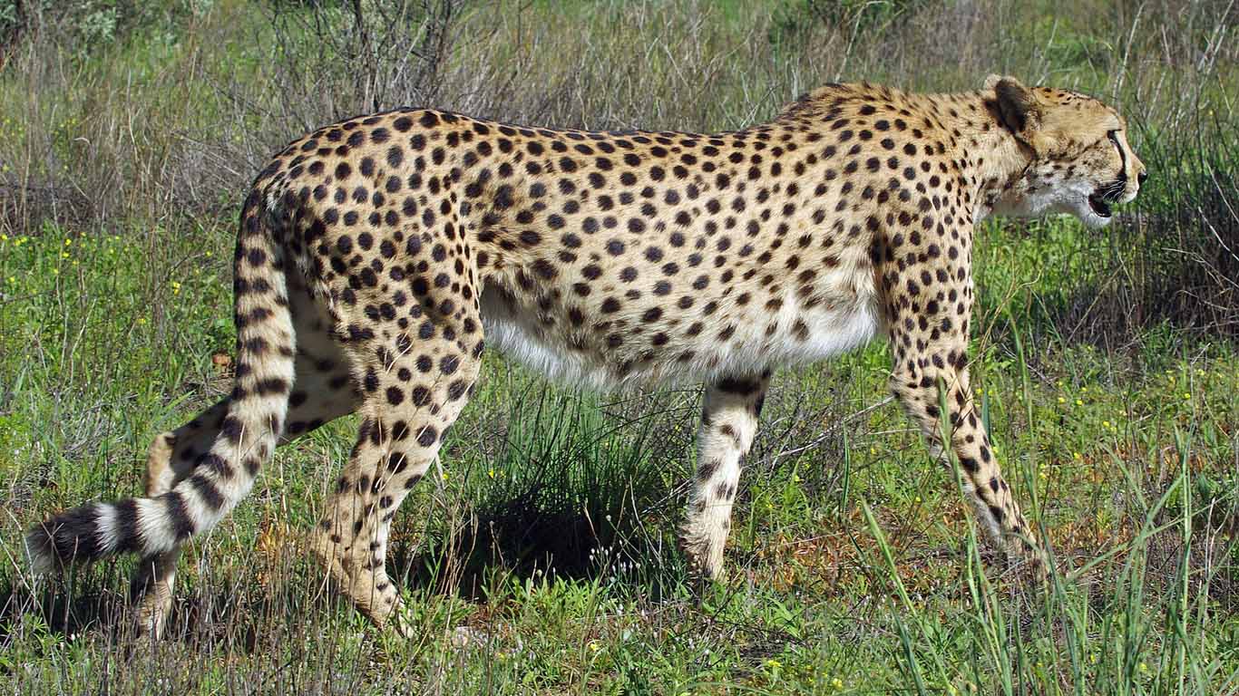 Cheetah walk | Namibia